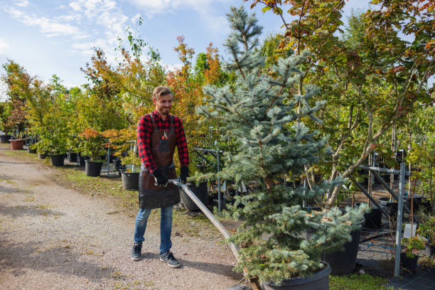 Best Storm Damage Tree Cleanup  in Auburn, ME